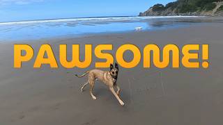 Cannon Beach Oregon: A Coastal Playground for Dogs