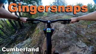 Gingersnaps - Cumberland 2026