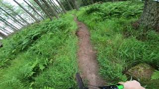 Kozhi - Ballo Woods