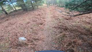 Oh Deer! - Aboyne