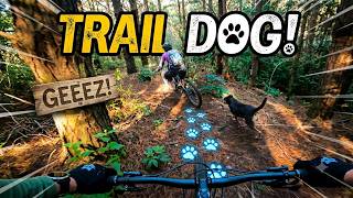Trail Dog Showed Me the Highline!  Geeeez |...