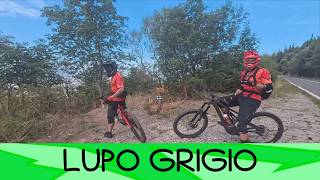 Lupo Grigio 29/8/26 Monte Morello
