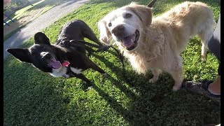 13 Year old Dog still goes Biking, with a new...