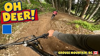 Oh Deer! | Blue trail | Grouse Mountain Bike Park
