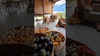 Pumpkins at North Arm Farm, Pemberton,  BC