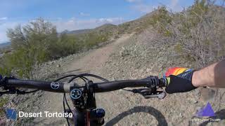 Desert Tortoise - Phoenix Sonoran Preserve -...