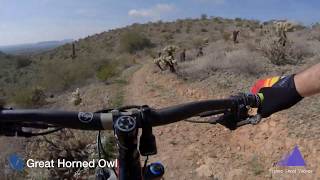 Great Horned Owl - Phoenix Sonoran Preserve -...