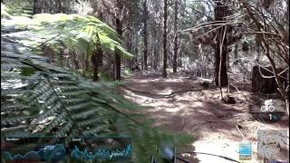 Riverhead - Low Moto trail
