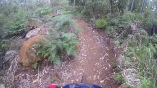 Reverse Tall Timbers
