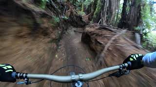 Under Billy Trail, Redwoods, Rotorua, NZ