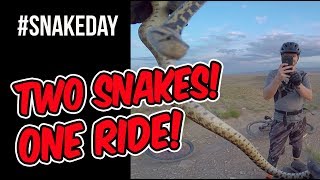 HAPPY WORLD SNAKE DAY!  #SNAKEDAY