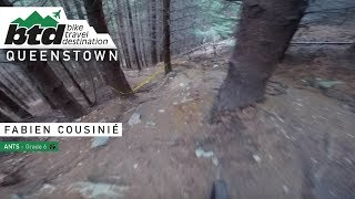 Ants | Bike Travel Destination QUEENSTOWN NZ