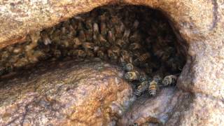Bees surviving the harsh NM desert