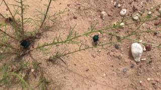 Desert spider beetle
