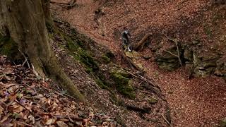Baum X Fat (Drachenschlucht)