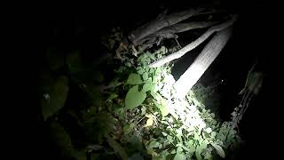 night ride