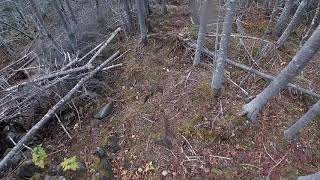 natural pocket oct 27 2019