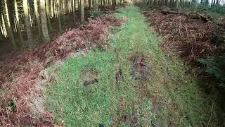 Brown Moor MTB trails - Badger Bombhole