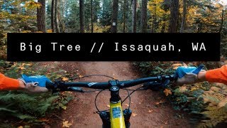 Big Tree // Duthie Hill Mountain Bike Park //...