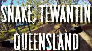 QLD Tewantin Snake, near Noosa