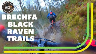 Brechfa Black Raven