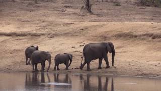 Kruger National Park Highlights - Olifants Camp