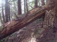 Cummins Creek Loop Yachats Oregon 02/13/17