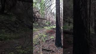 Hitting the jump on Taylor Creek trail