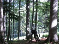 Just short trail