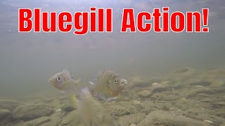 Underwater Bluegill Fishing Action in Shallow...