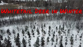Whitetail Deer Spotted With Drone - DJI Mavic...