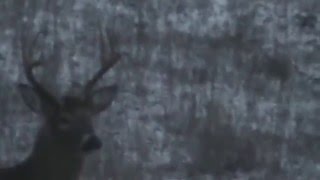 Wisconsin Whitetail Deer Hunting- Nice 6...