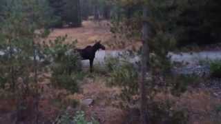 Cow Moose Sighting In Kingston Idaho- In The...