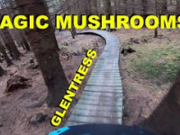 Magic Mushrooms - Glentress