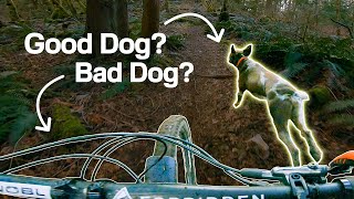 Silly Trail Dog Leads Our Way!