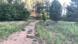 Black Bear at White Spar Campground