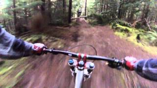 Down Tree Huck!
