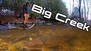 Sucker Fish Action At Big Creek!