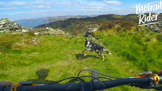 I Found Myself A Trail Dog!