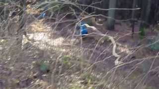 Übler Sturz Mountainbike Downhill