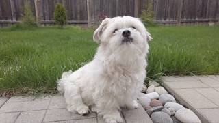 Dog Fertilizer???