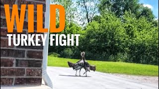 Backyard Epic Wild Turkey Fight Who Will Win