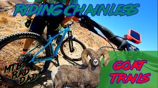 Playing Chicken With a Big Horn Sheep -...