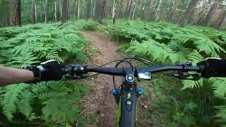 Папоротник Trail