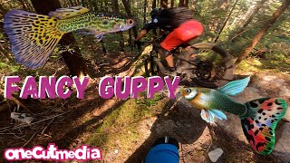 More Gnar in Squamish   Fancy Guppy  ...