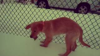 Golden Retriever Puppy First Snow Day