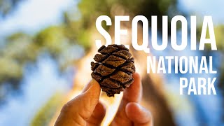 Sequoia National Park - swimming spots and big...