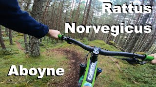 Rattus Norvegicus - Aboyne