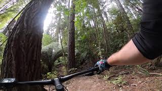 Shady Lady - Kaiteriteri MTB Park, Tasman, NZ