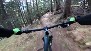 Parpan Trail with some roots